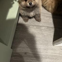 Pomeranian Puppies from Lori’s Precious Poms