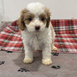 Cavalier King Charles Spaniel and Cavapoo Puppies from TMJ Dachshunds & More