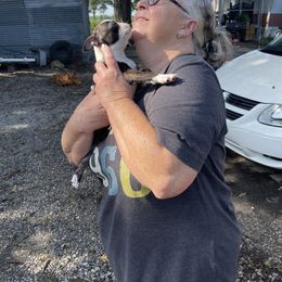 Boston Terrier Puppies from Bonze Boston Terriers