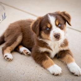 Cocoa - Red tri female Miniature Australian Shepherd puppy in Hearne, Texas from Wigglebutts Unlimited