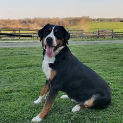 Ally - Greater Swiss Mountain Dog