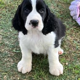 Billy - Black and white male English Springer Spaniel puppy in California from Pridemark