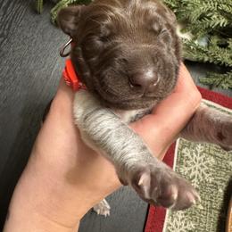 Red male - Liver roan male German Shorthaired Pointer puppy in Osawatomie, Kansas from Doyle’s GSP