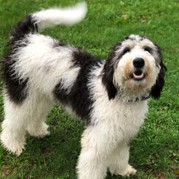 Roxy - Bernedoodle