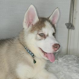 Siberian Husky Puppies from Springfield Huskies