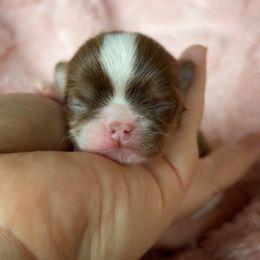 Octavia - Chocolate and white Chihuahua puppy in Michigan from Fanciful Thrills Kennel