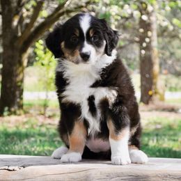 Australian Shepherds from Lick Creek Aussies