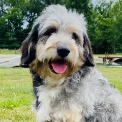 Sully - Pyredoodle