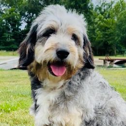 Sully - Pyredoodle