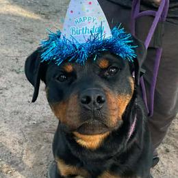 Tekno - Black and mahogany male Rottweiler puppy in Prosperity, South Carolina from Michelle's Rottweilers