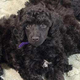 AKC Bella - Purple - Black female Poodle puppy in Baytown, Texas from Charlotte & Co. Miniature Poodles