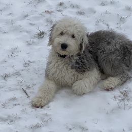 Old English Sheepdog Puppies from Heavinly Blessings Farm Pups - Old English Sheepdog Puppies