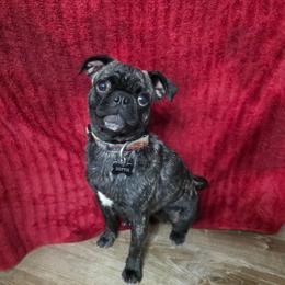 Dottie - Pug