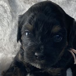 Girl 4 - Black and tan Havapoo puppy in Tropic, Utah from Lady Paws-Kara
