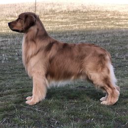 Sully - Golden Retriever