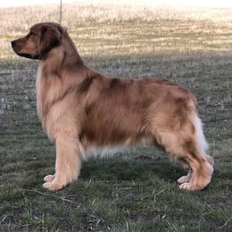 Sully - Golden Retriever