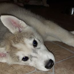 Siberian Huskies from Hagins Siberian Huskies