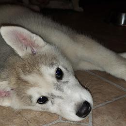 Siberian Huskies from Hagins Siberian Huskies