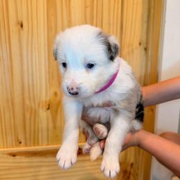 Aurora (Pink Collar) - White and blue merle female Border Collie puppy in Lula, Georgia from Silver Creek Ridge