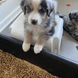 Australian Shepherd Puppies from BarberHof’s  Australian Shepherds