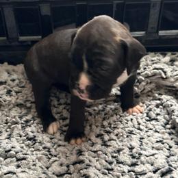 Girl 3 - Brindle female Boxer puppy in Lakeland, Florida from Cote's Boxers
