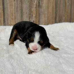 Chief - Tri-color male Bernedoodle puppy in Wamego, Kansas from Doodles of Oz
