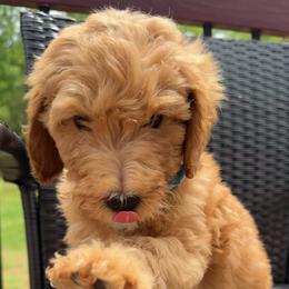 Light Blue Collar Boy - Red male Double Doodle puppy in Clarks Hill, South Carolina from Rosie’s Double Doodles