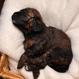 Jo - Sable female Cockapoo puppy in Ellaville Ga, Georgia from Lakeside Cockapoos