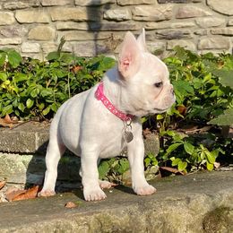 French Bulldog Puppies from Creekside
