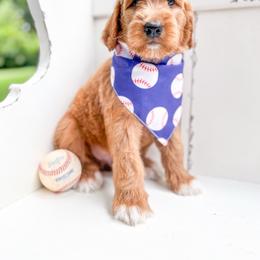Ham Porter - Apricot male Goldendoodle puppy in Marietta, Georgia from Reece + Co Doodles & Poodles