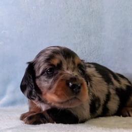 Girl 2 - Dapple female Dachshund puppy in Mt. Sterling, Illinois from Doxie Do's