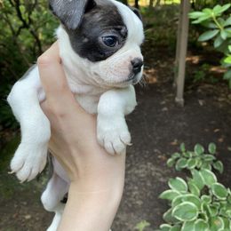 Boston Terrier Puppies from Cobbler Street Boston Terriers