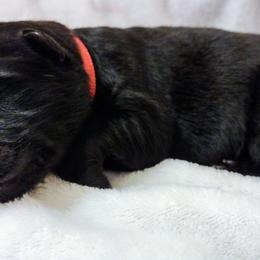 German Shepherd Puppies from Prolific Northwest K9s