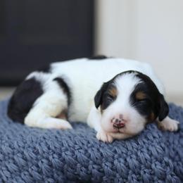 Laura - Tri-color female Bernedoodle puppy in Yuba City, California from Ranch House Doodles
