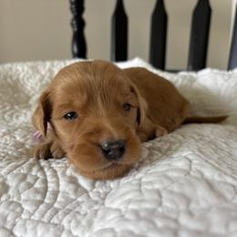 Girl purple collar - Red  female Goldendoodle puppy in Mattawan, Michigan from Doodifuldoods