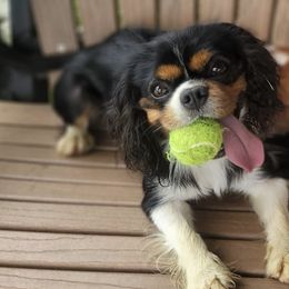 Cavalier King Charles Spaniels from Caney Mountain Cavaliers LLC