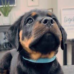 Rottweiler Puppies from Midnight Rottweilers
