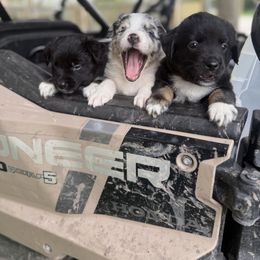 Miniature Australian Shepherd Puppies from Peace Creek Aussies