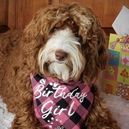 Australian Labradoodles from J & D Australian Labradoodles