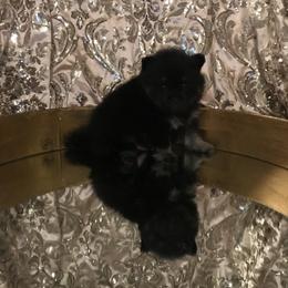 AKC CKC boy Knight - Black male Pomeranian puppy in Taylor, Texas from Regal Poms