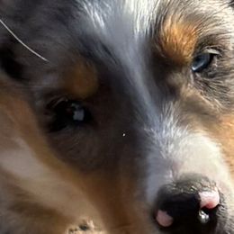 Miniature Australian Shepherds and Toy Australian Shepherds from StoneHaus Hollow