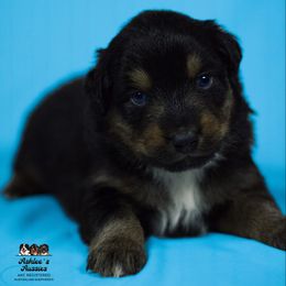 Australian Shepherd Puppies from Ashlee's Aussies