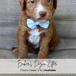 Churro - Red  male Goldendoodle puppy in Comanche, Texas from Central Texas Doodles, LLC.