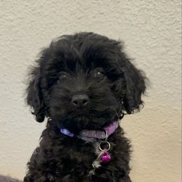 Girl 2 - Black female Cockapoo puppy in California from Central Valley Scotties