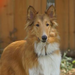 Newt - Collie
