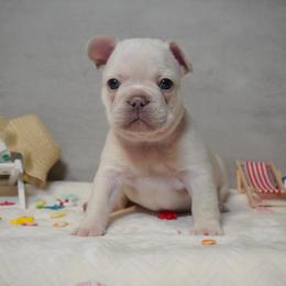 Terra - Cream female French Bulldog puppy in Citrus Heights, California from Cali Rooted Bullyz