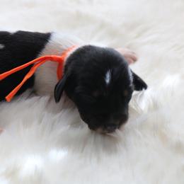 Boy 5 - Piebald male Dachshund puppy in Peebles, Ohio from Cave Valley Hounds