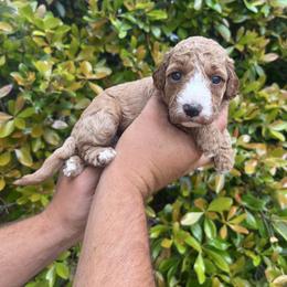 Iris - Red  female Goldendoodle puppy in Calera, Alabama from Red Mountain Minis