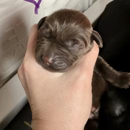 Purple - Chocolate female Labrador Retriever puppy in Ankeny, Iowa from Avondale Labradors