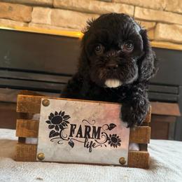 Lavinia - Black female Cockapoo puppy in Connersville, Indiana from MoonShine Babies